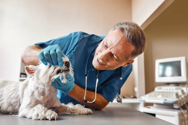 Best Emergency X-Rays and Diagnostics in Cottonwood Heights, UT